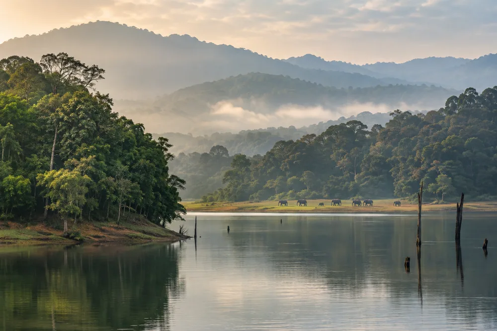 Calm lake and rainforest at the edge of Periyar Wildlife Sanctuary in Thekkady